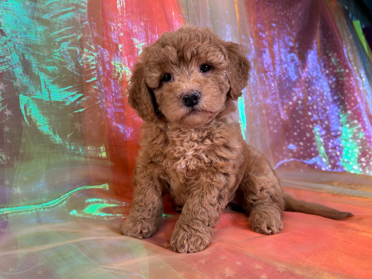 Female Bichon Poodle Puppy for Sale $950 DOB 7-24-2024 